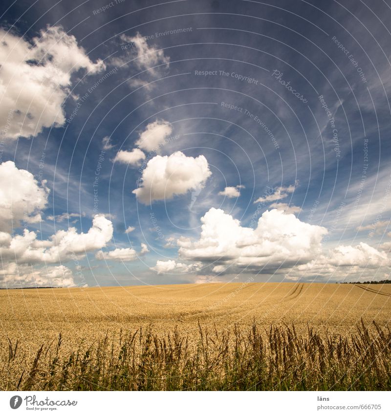 the sky over... Far-off places Environment Nature Landscape Plant Sky Clouds Horizon Sun Sunlight Summer Beautiful weather Agricultural crop Wild plant Field