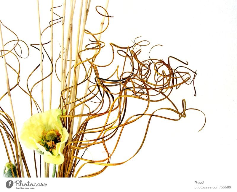 noose Dried flower Plant Muddled Style Knot Yellow Placed bizarre niggl