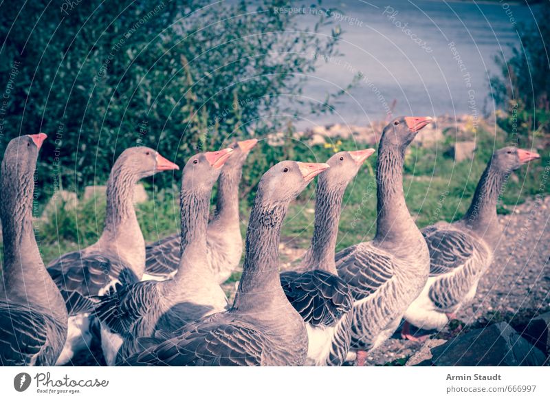 single file Nature Summer Rhine Wild animal Bird Wild goose Group of animals Movement Walking Authentic Moody Fear of death Pride Environment Color filter