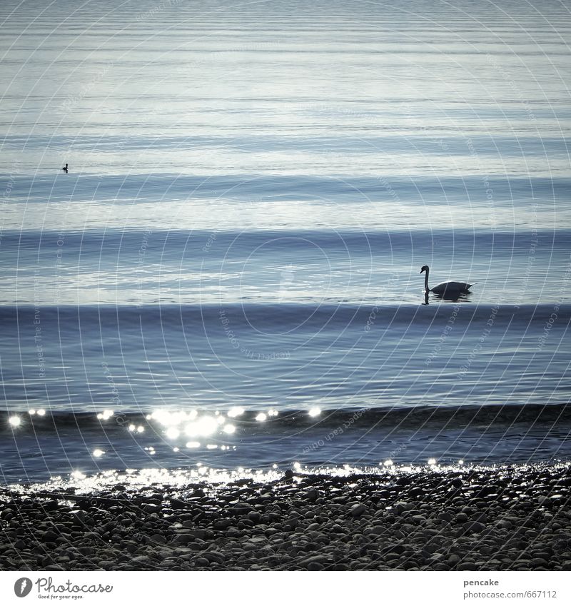 one wavelength Spring Beautiful weather Waves Lakeside Lake Constance Animal Swan 2 Water Sign Esthetic Soft Blue Wave length Glittering Pebble beach Stone