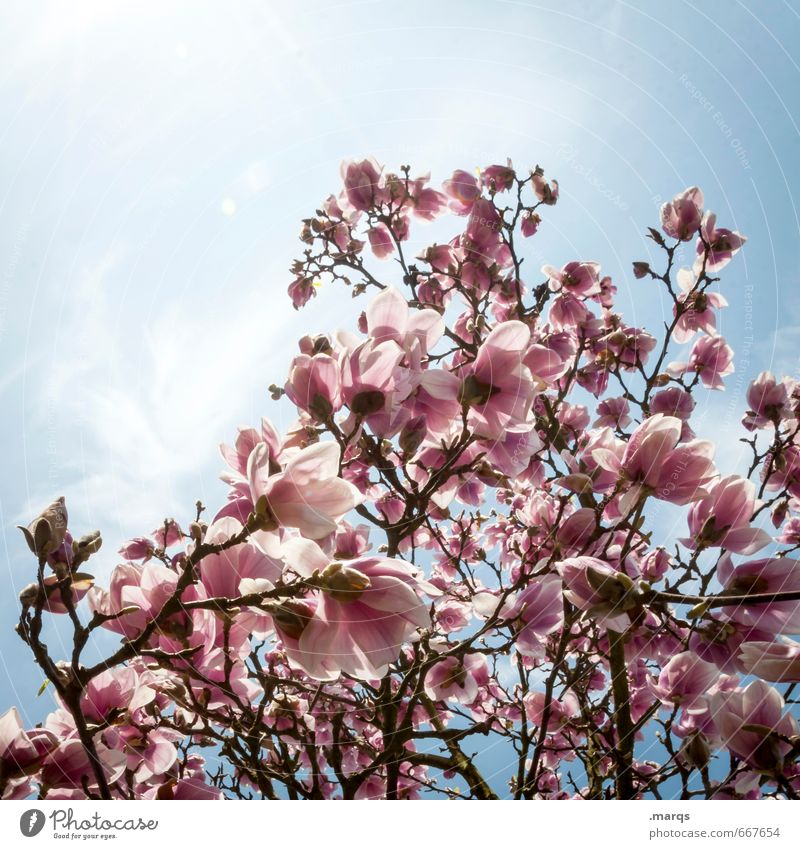 blossoming Nature Cloudless sky Spring Beautiful weather Blossom Magnolia blossom Blossoming Simple Bright Spring fever Esthetic Kitsch Colour photo