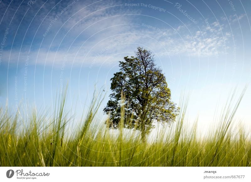 Loner | Tribal Elder Trip Environment Nature Landscape Sky Summer Beautiful weather Tree Grass Relaxation Natural Moody Idyll Perspective Deciduous tree 1