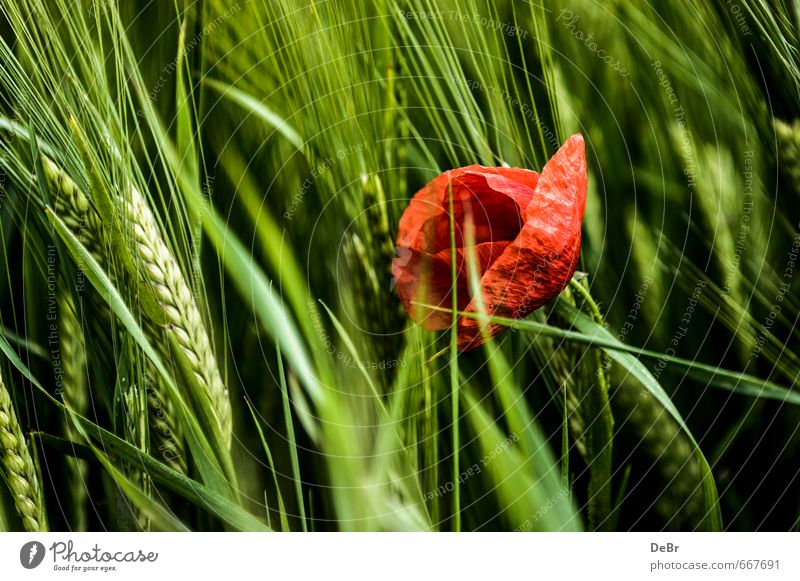 Poppy seed in cornfield Environment Nature Animal Summer Autumn Beautiful weather Plant Flower Blossom Foliage plant Agricultural crop Poppy blossom Grain