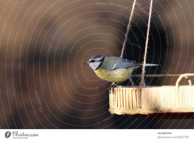 blue tit standinf on seed feeder Beautiful Winter Garden Nature Animal Bird Sit Small Natural Wild Blue Yellow Survive wildlife food Birdseed Tit mouse