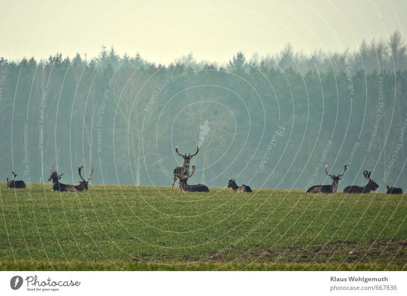 Fallow deer bachelor pack on a winter corn field, in the background trees of a forest. Environment Nature Animal Horizon Spring Plant Agricultural crop