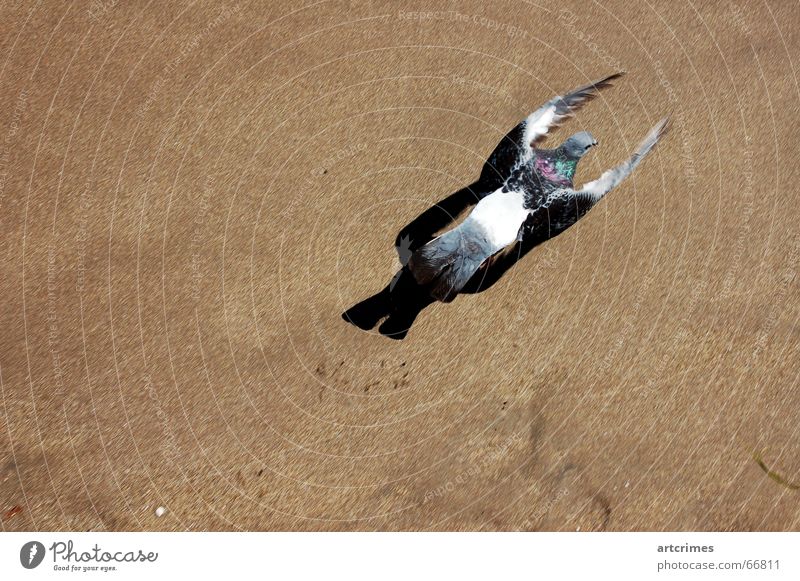 on the run Bird Pigeon Beach Snapshot Short exposure animal photos Dynamics