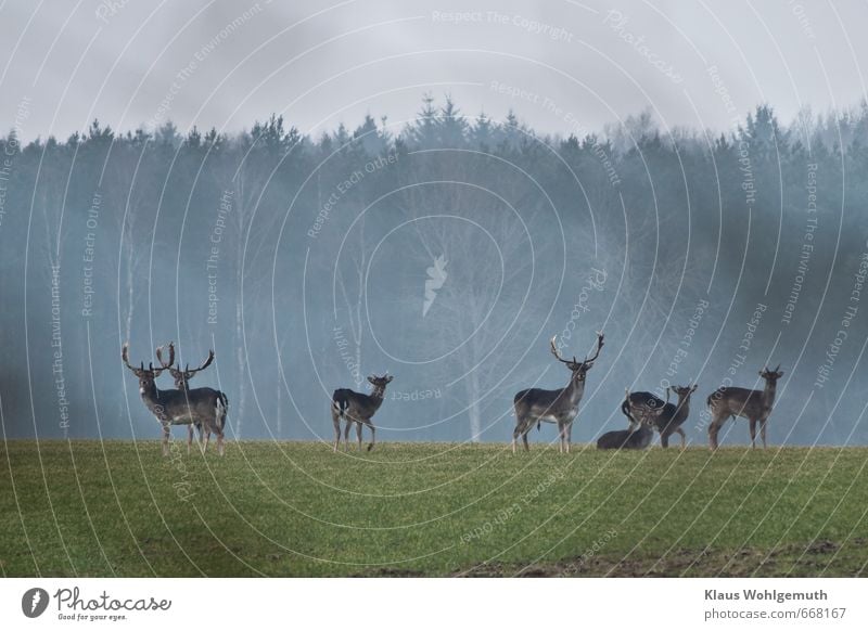 Fallow deer bachelor pack on a winter corn field, in the background the trees of a forest. Adventure Far-off places Freedom Horizon Spring Winter Field Forest