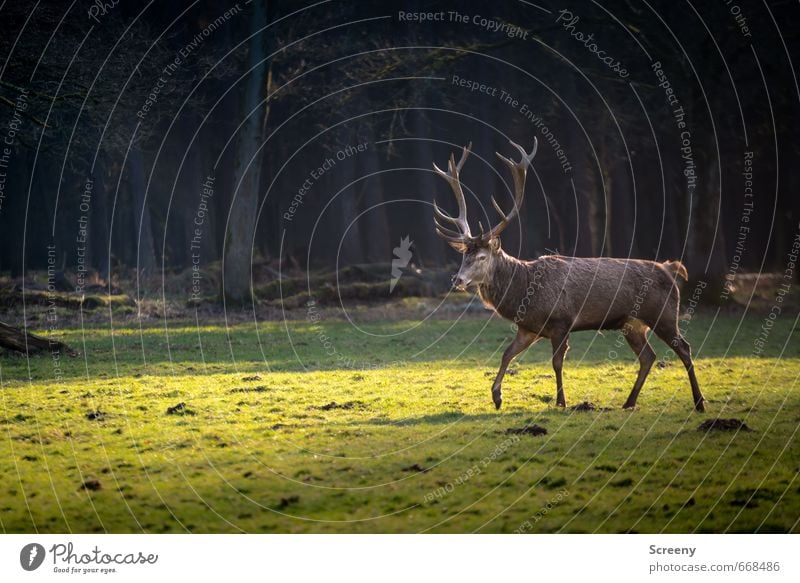 His Majesty Nature Landscape Animal Spring Tree Grass Forest Wild animal Deer 1 Antlers Going Esthetic Athletic Elegant Brown Green Bravery Self-confident