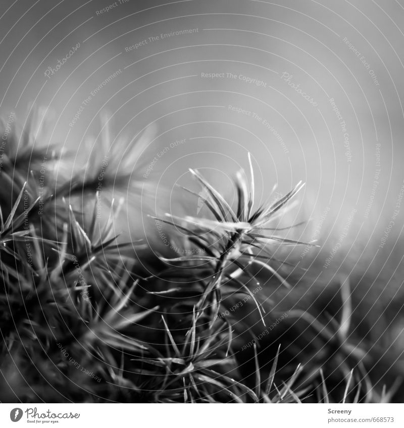 In the woods... Nature Plant Moss Wild plant Forest Soft Serene Patient Calm Idyll Growth Black & white photo Exterior shot Macro (Extreme close-up) Deserted