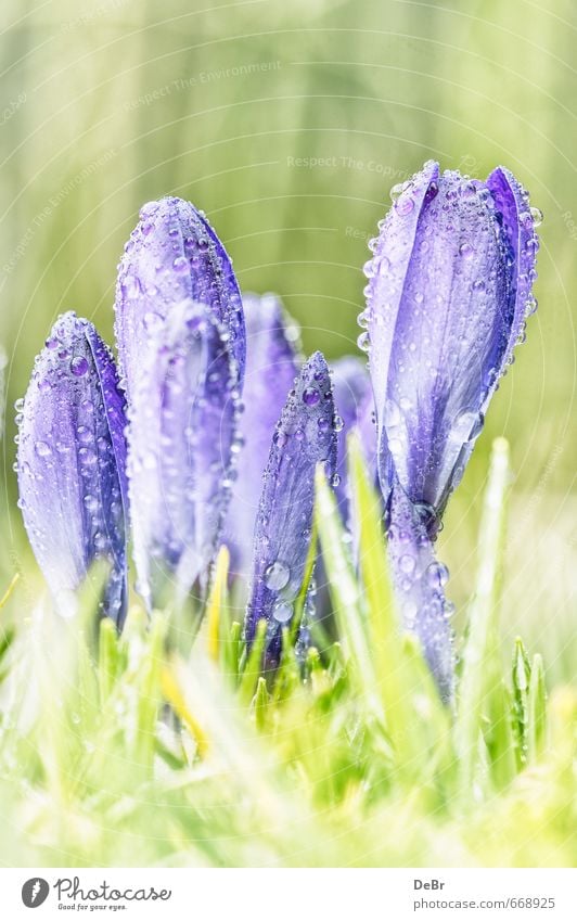 spring messengers Environment Nature Plant Earth Water Drops of water Sun Sunlight Spring Beautiful weather Warmth Flower Grass Leaf Foliage plant Wild plant