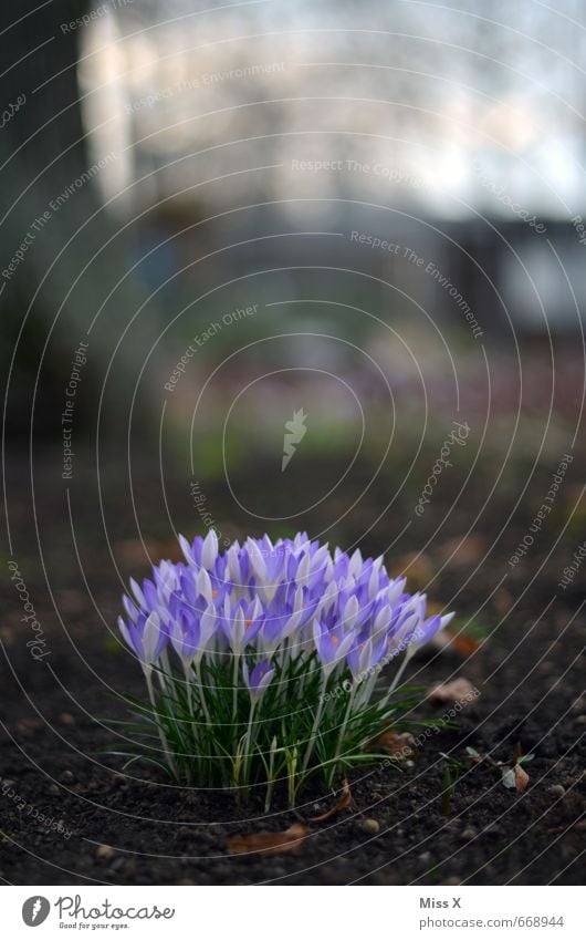 blossomed Earth Spring Flower Blossom Garden Blossoming Growth Violet Crocus Spring flower Spring flowerbed Flowerbed Colour photo Exterior shot Close-up