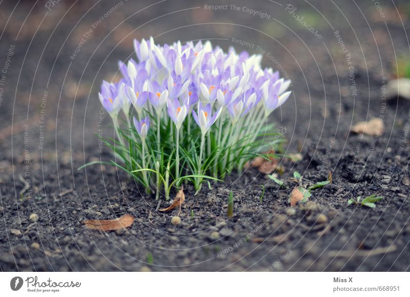 heaps Garden Environment Nature Plant Spring Leaf Blossom Meadow Blossoming Fragrance Violet Crocus Spring flowering plant Growth Heap Many Colour photo