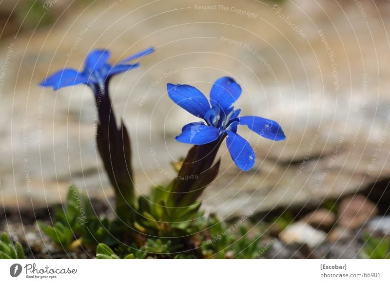 Blue blue blue blue blooms the gentian... Flower Ortler Gentian plants Plant Alps suffer backyard hut alpine flower