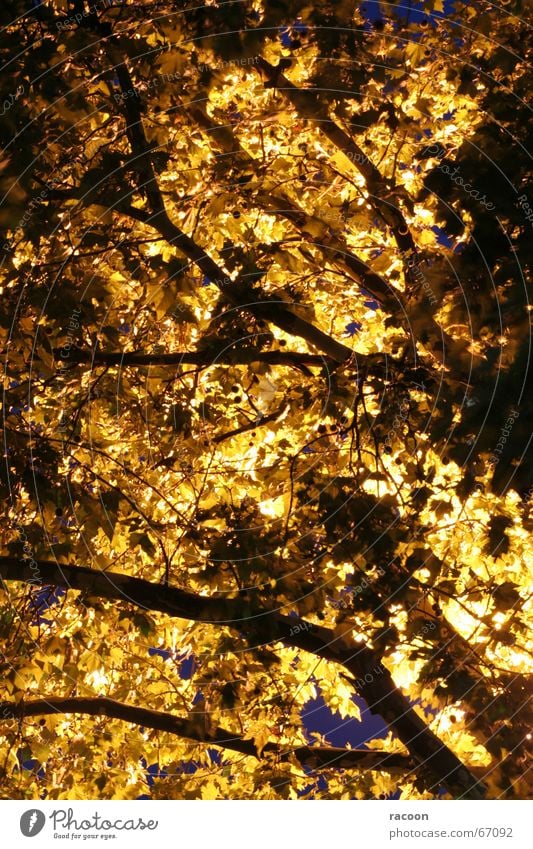 Tree light Leaf Night Yellow Back-light Treetop Fantastic Lamp Twig Branch