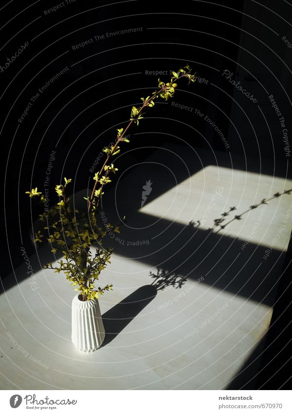 Flowers in a vase Nature Plant Bushes Window Cheap Yellow Black Esthetic Loneliness Hope Modern Pain table contarst flowers kitchen light porcelain shadow Vase