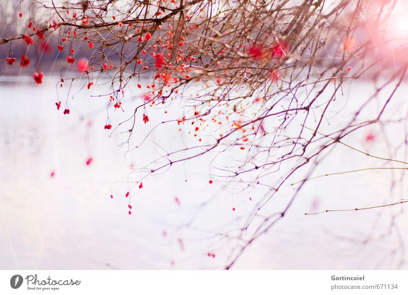 red berries Environment Nature Landscape Plant Sun Sunlight Winter Beautiful weather Tree Bushes Lakeside Red Nature reserve Twigs and branches Blur