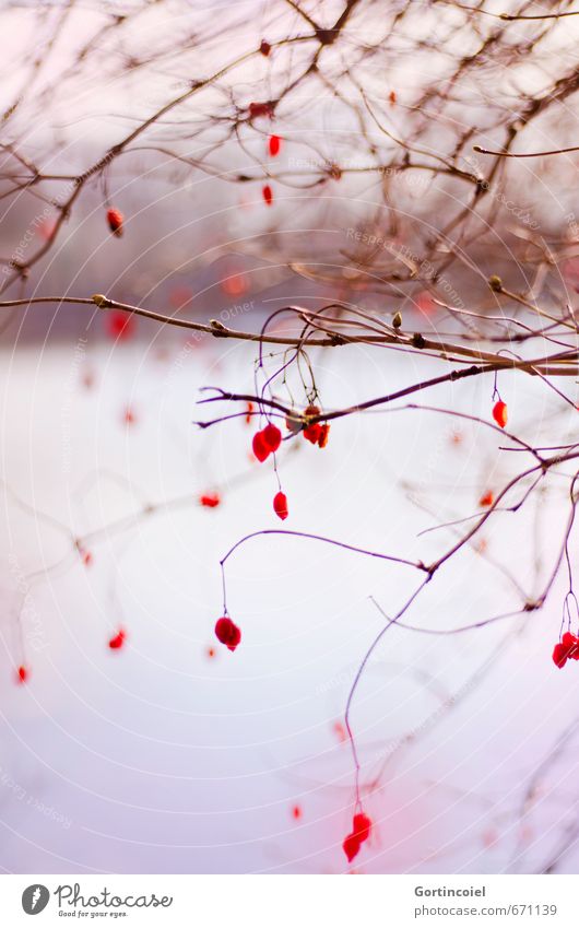 Branches and Berries Environment Nature Plant Winter Tree Bushes Lakeside Beautiful Red Nature reserve Blur Twigs and branches Guelder rose Colour photo