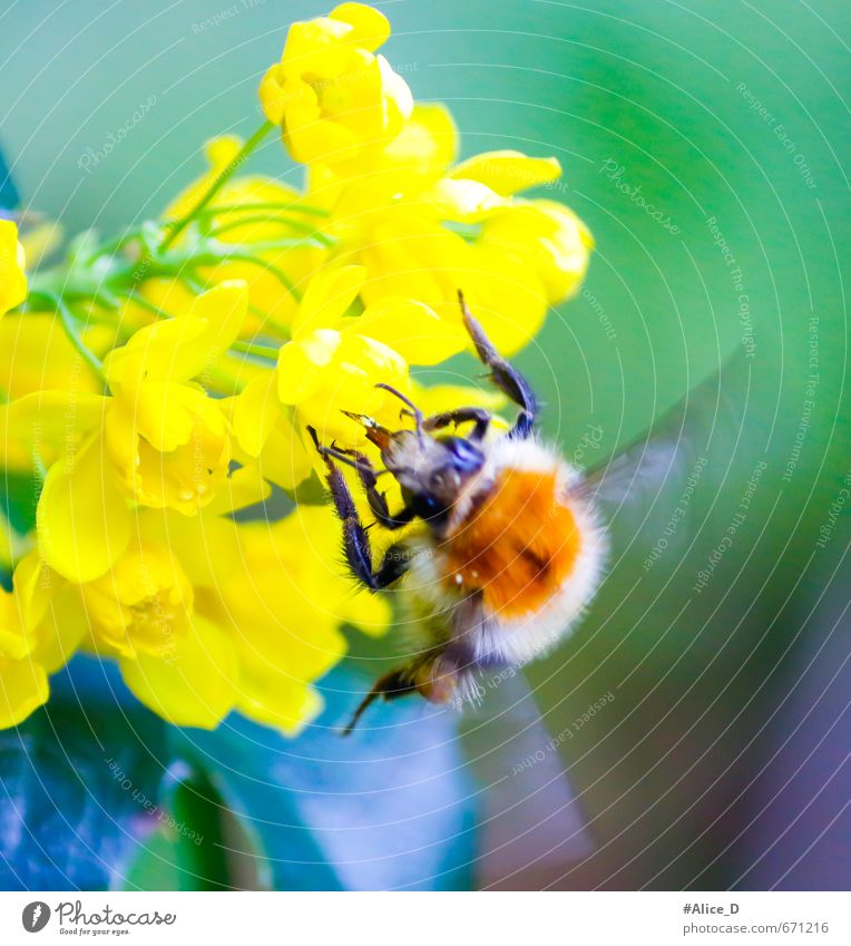 Bumblebee collecting nectar Nature Plant Animal Spring Summer Flower Bushes Blossom Garden Bee 1 Bright Beautiful Multicoloured Yellow Green Violet Colour photo