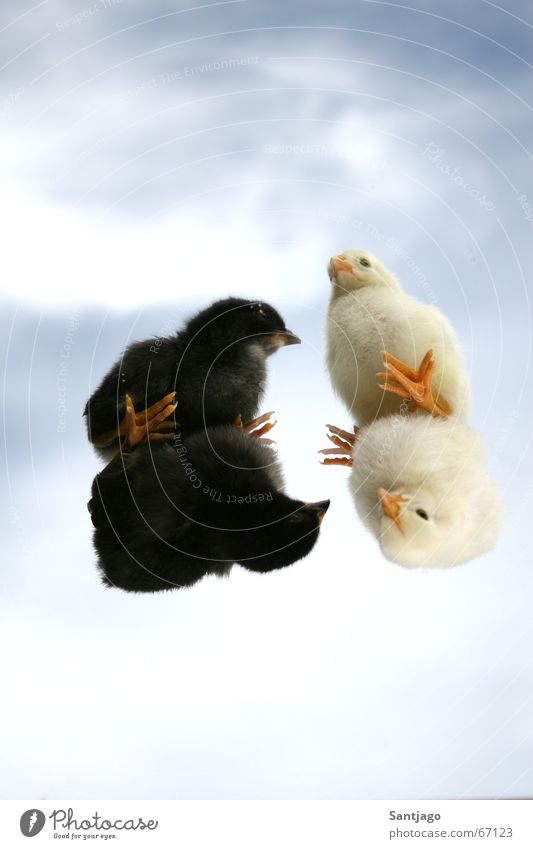 Black&White Bird Sweet Small Cute chicken Sky Barn fowl