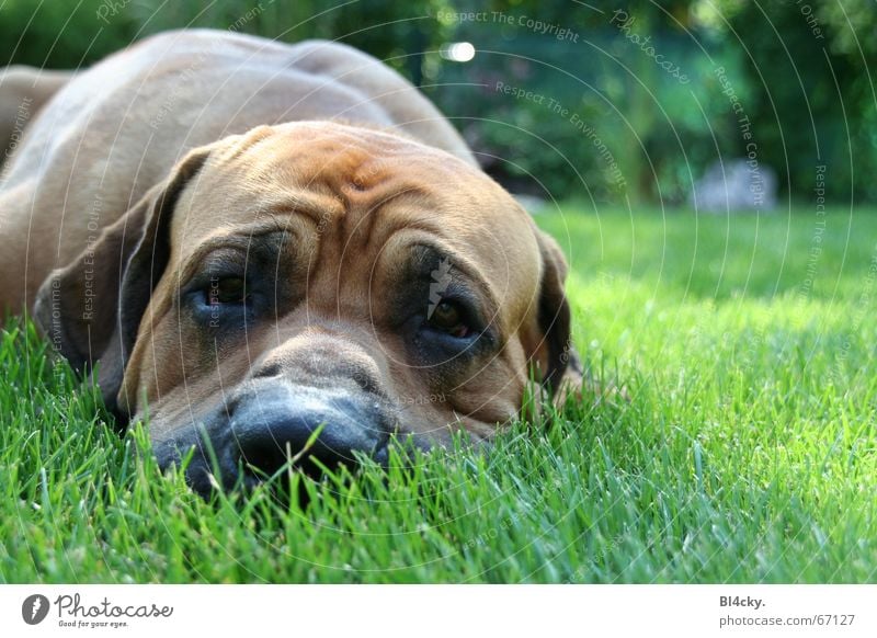 Silence at last! Grass Dog Brown Green Mastiff Snout fila brasilero Argentine Dogo Looking Calm Puppydog eyes Wrinkle Lop ears Colour photo Exterior shot