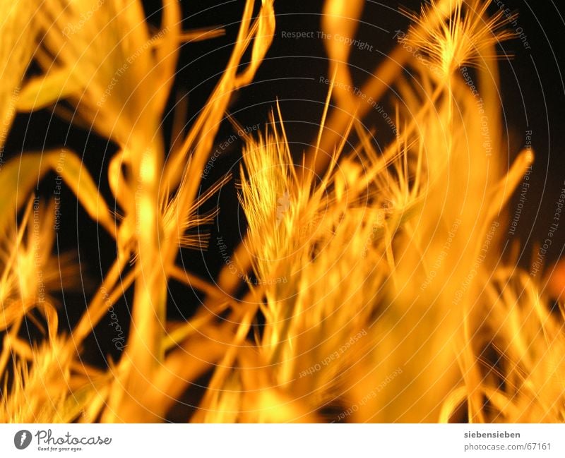 At night (II) Lighting Cereals Night Dark Yellow Plant Illuminate Dry Drought Dried up Crops Ear of corn Field Radiation Verdant Glittering Botany