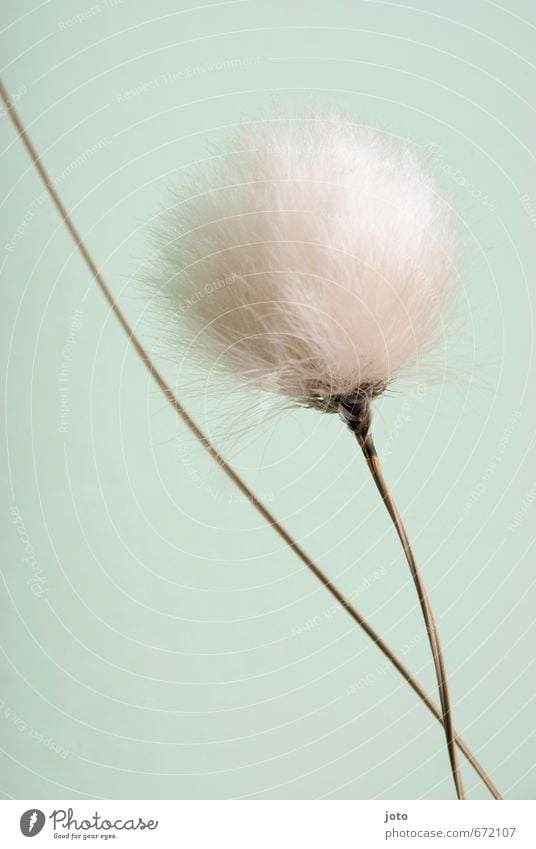 soft Nature Plant Spring Summer Grass Cotton grass Cuddly Modern Wild Soft Turquoise White Ease Growth Easy Airy Light blue Bright Dried Decoration Flower stalk