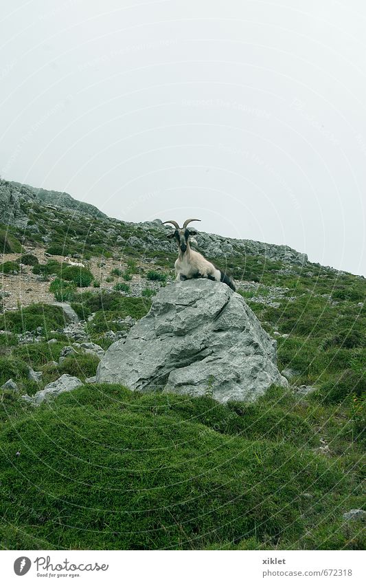 goat Landscape Air Fog Hill Rock Wild animal 1 Animal Observe Eating Looking Authentic Free Happiness Cold Natural Beautiful Green Caution Serene Curiosity