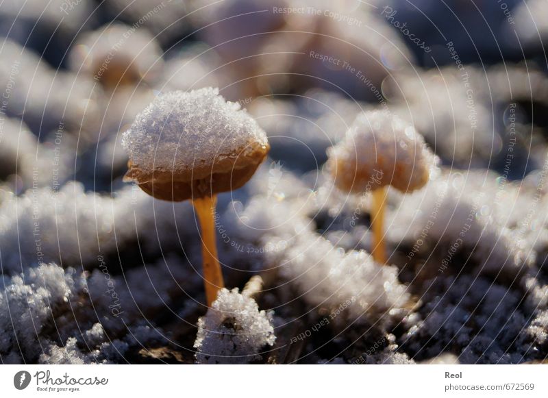 Mushrooms in the snow Environment Nature Animal Earth Sunlight Winter Beautiful weather Plant Garden Park Forest Brown Gold White Snowfall Frozen Frost