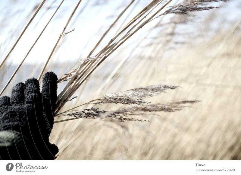 Hand that touches the reed Agricultural crop Wild plant Coast Observe Black Gloves Promenade Common Reed Hidden Undergrowth Colour photo Exterior shot