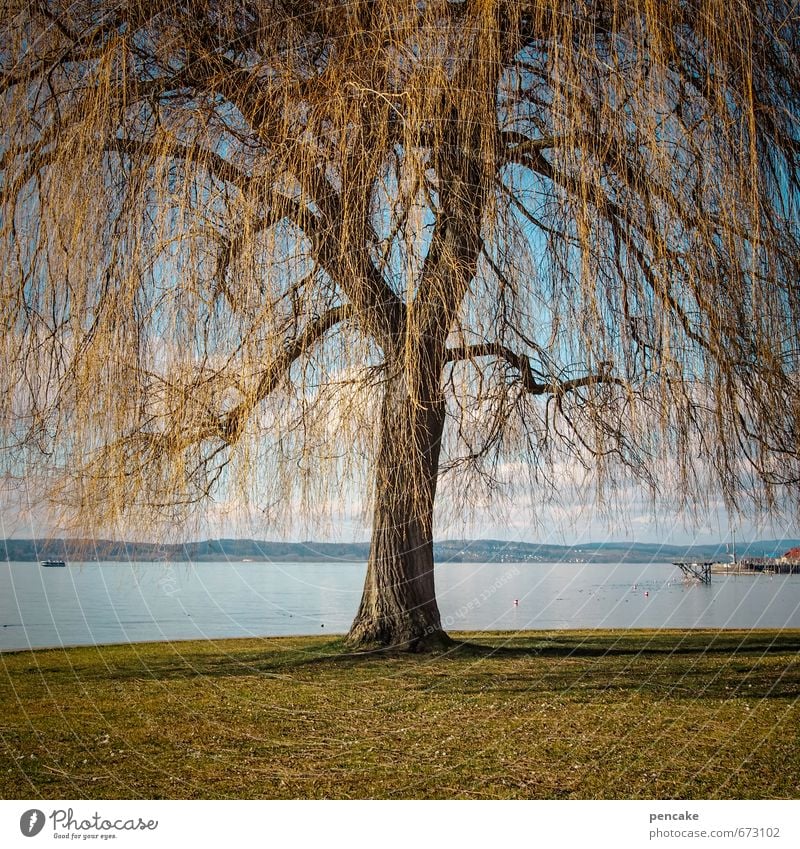 refuel Nature Landscape Spring Beautiful weather Tree Park Lakeside Sign Esthetic Authentic Exceptional Power Weeping willow Willow-tree Lake Constance
