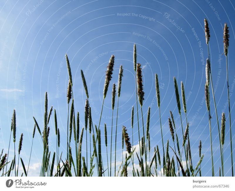 grasses Grass Summer Green Meadow Field Air Easy Clouds Worm's-eye view Aspire Growth Sky Blue Wind Above