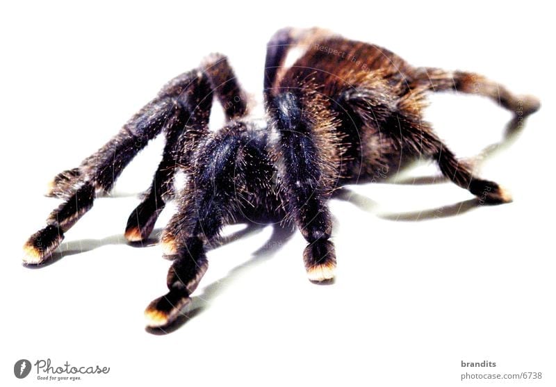 my spider Spider Bird-eating spider Animal Insect Nature Fear