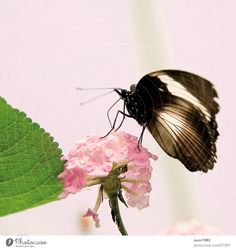 summer day Butterfly Summer Insect Flower Spring Beautiful Pink Happy summerday