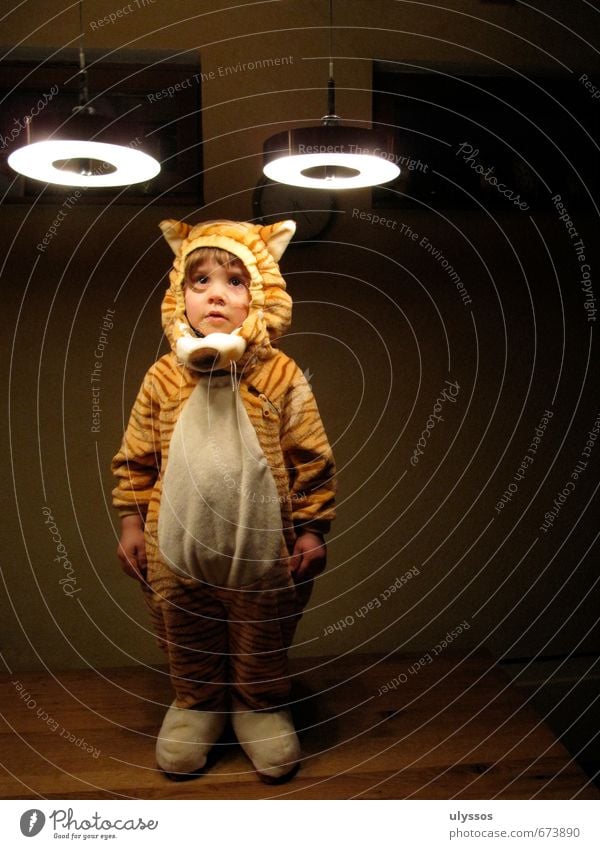 Beam Tiger Playing Carnival Child Cloth Pelt Funny Cute Wild Soft Brown Yellow White Patient Calm Curiosity Colour photo Interior shot Copy Space right