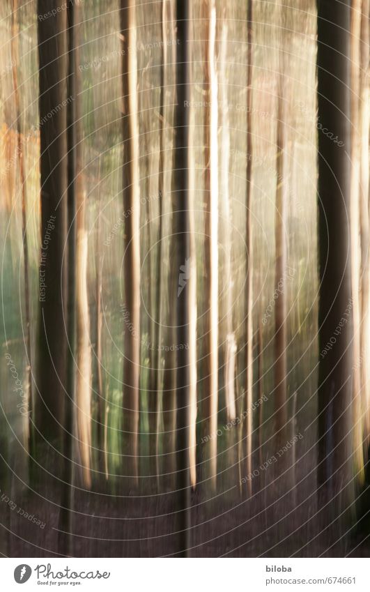 forest Nature Animal Sunlight Summer Autumn Tree Forest Brown Yellow Green Sunbeam Enchanted forest Colour photo Exterior shot Experimental Abstract Pattern