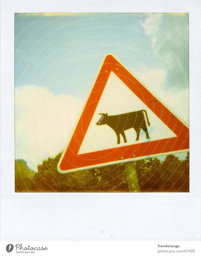 attention cow Cow Road sign Bull Alps Signage Mountain vacation:polaroid Respect