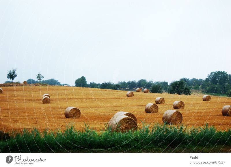 hay bales Straw Hay bale Bale of straw Field Meadow Grain Landscape