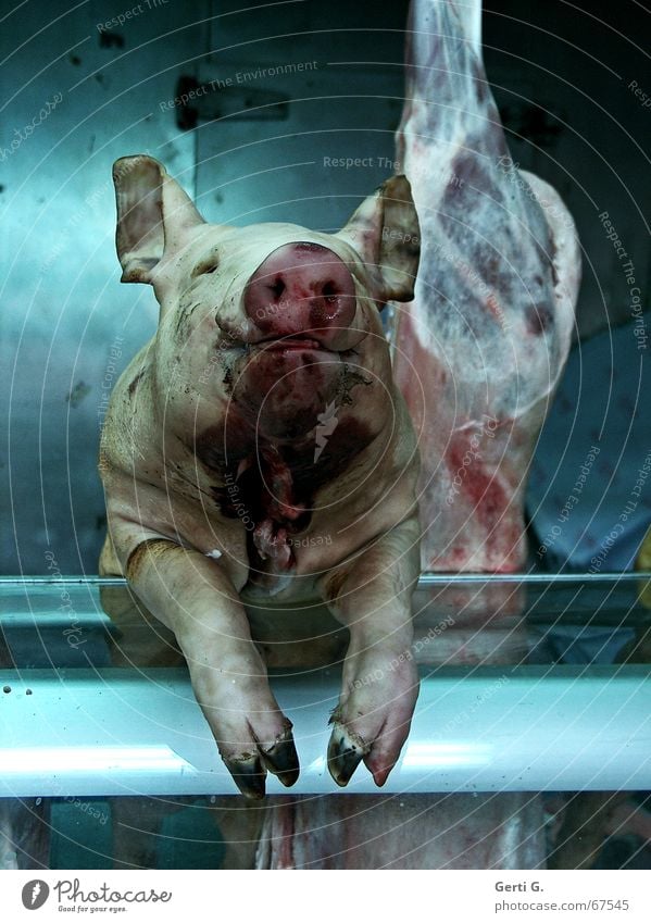 meet your meat Bacon Slaughterhouse Butcher Swine Meat Kill Blood Killing Agriculture Farm animal Sow Nutrition Emotions Mammal swine plague meat consumption