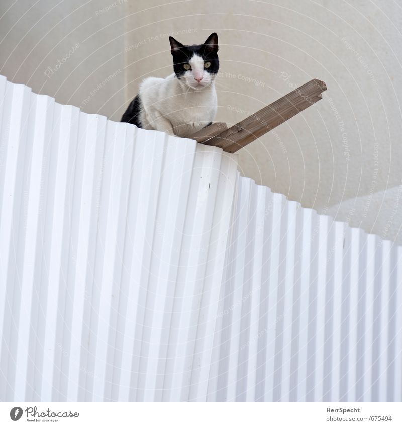On the post Tel Aviv Town House (Residential Structure) Building Facade Pet Cat 1 Animal Wood Metal Looking Sit Wait Cute Brown Black White Attentive