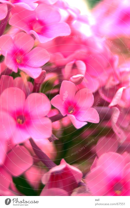 sea of flowers Flower Pink Plant Summer Spring Blossom Bouquet Bushes Versatile Vacation & Travel Flashy July Multiple Macro (Extreme close-up) Soft Velvety