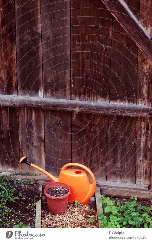thirsty Thirst Watering can Cast Spring Summer Thirsty plants wither go out Garden Garden Bed (Horticulture) prate Orange Gardening Gardener Green Colour photo