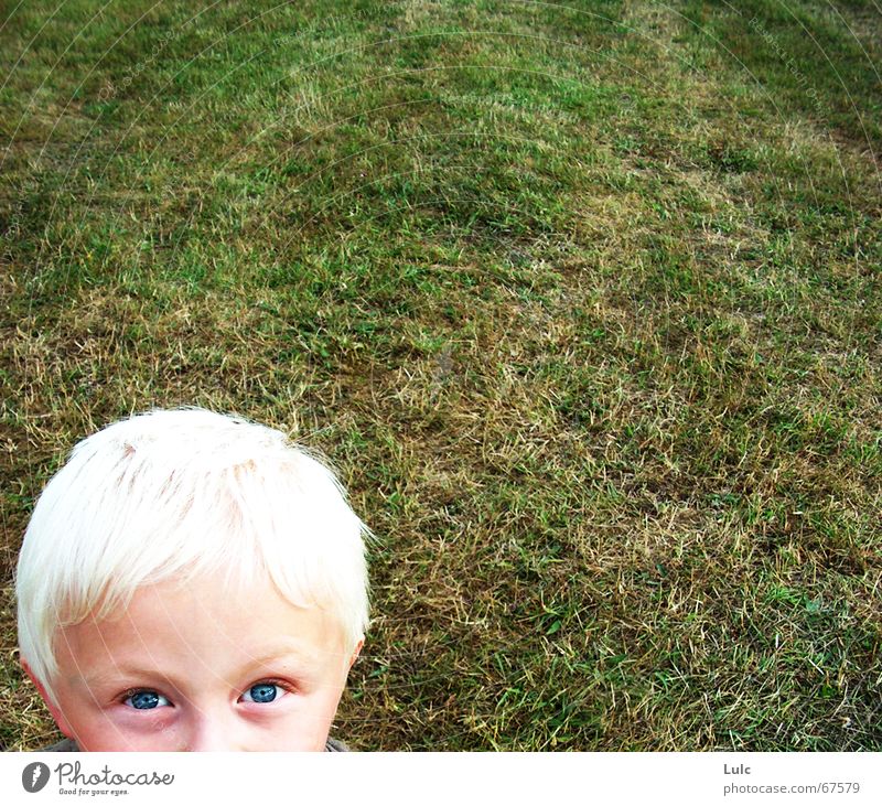Peekaboo! Blonde Child Human being boy grass eyes head