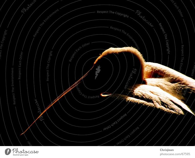 pelican Animal Pelican Bird Bird's head Beak Feather Think Processed Dark Black Studio shot Pride pure certain bird head bill plumage proudly thoughtfully