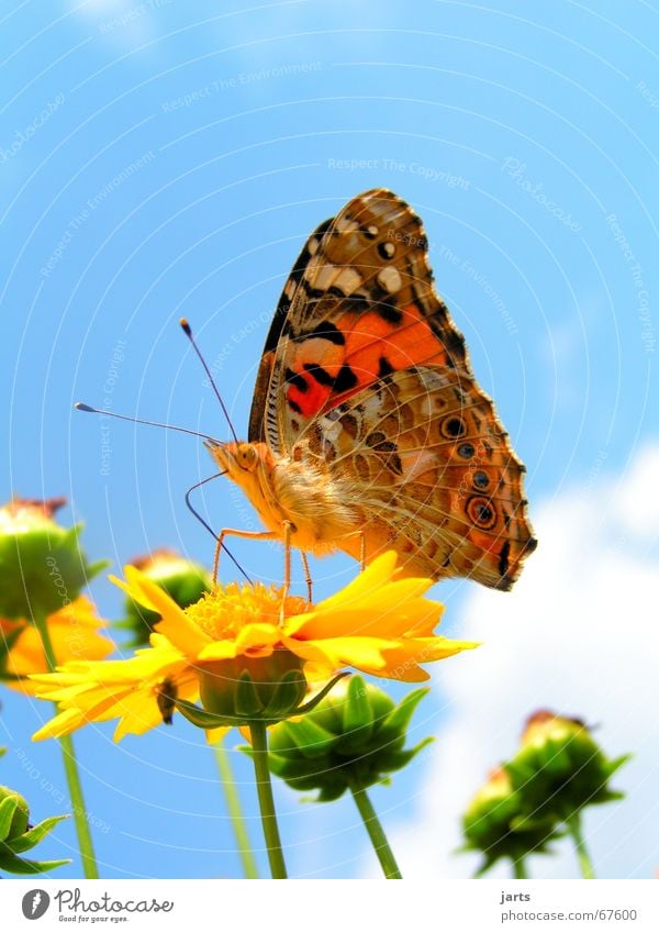 butterfly Summer hue Butterfly Flower Clouds Multicoloured Beautiful pearly butterfly Sky Colour Wing jarts