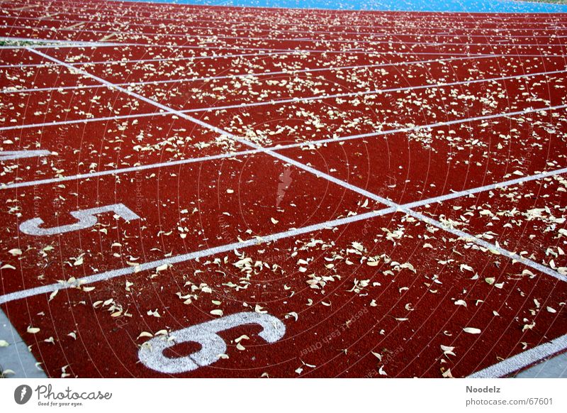 fin track Red Summer Leaf Exterior shot Walking Sports Railroad Digits and numbers Line Nature