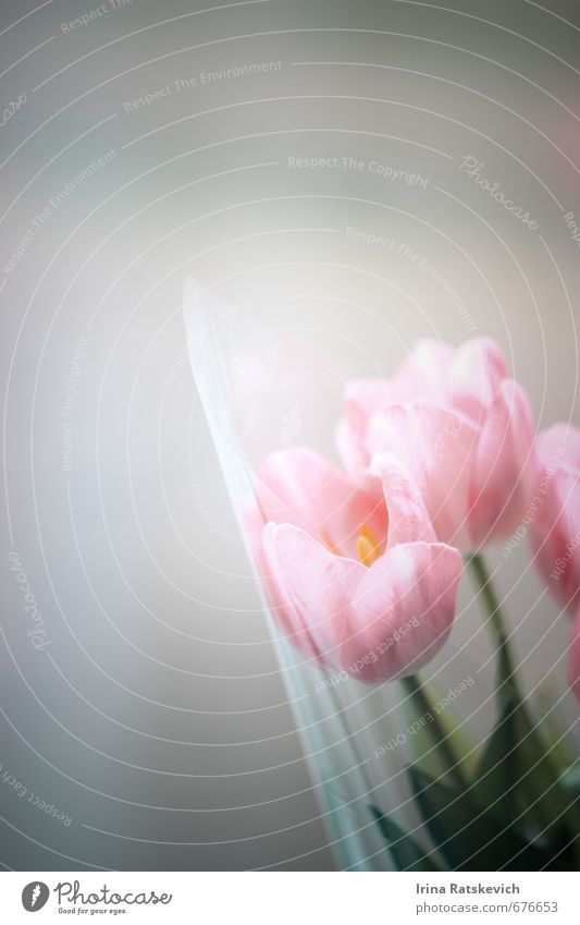 tulips Nature Plant Spring Flower Tulip Leaf Blossom Blossoming To enjoy Beautiful Cute Pink Emotions Joy Happiness Warm-heartedness Colour photo Deserted