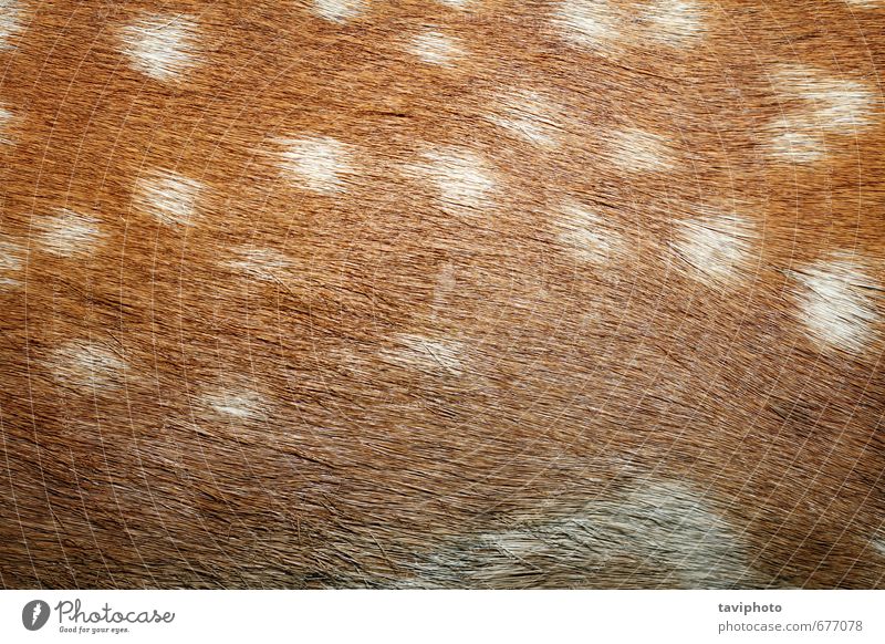 fallow deer spotted fur Design Beautiful Skin Hunting Wallpaper Nature Animal Warmth Fur coat Pelt Leather Hair Authentic Natural Wild Soft Brown Gray White
