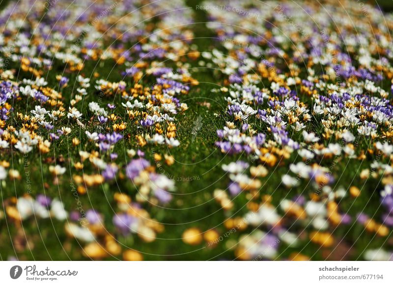 crocodile carpet Garden Spring Flower Blossom Meadow Beautiful Yellow Green Violet White Crocus irises Play of colours Colour palette Blaze of colour