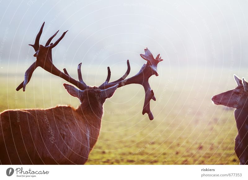 the majestic stag and the deer Environment Nature Sun Sunlight Spring Beautiful weather Meadow Animal Wild animal Deer Roe deer Red deer 2 Pair of animals