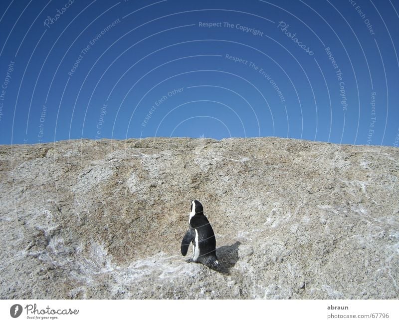 penguin seeks water Penguin South Africa Cape Town Horizon Ocean Sky Blue Above